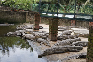 Crocodile Farm & Mini Zoo