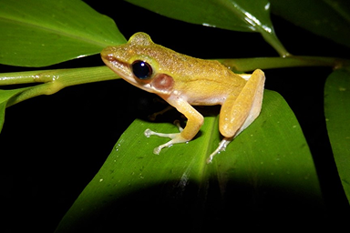 Evening Frogging Tour