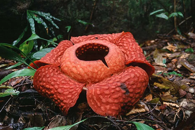 Gunung Gading National Park