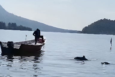 Morning Dolphin Spotting Cruise